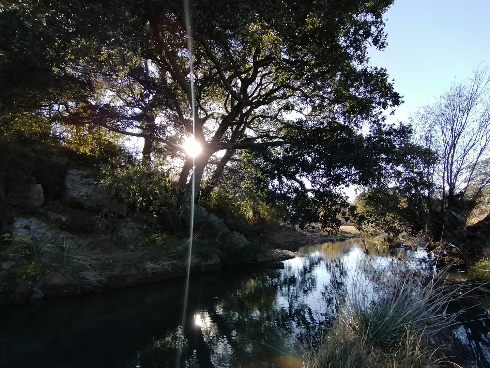 Bosque